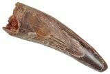 Fossil Spinosaurus Tooth - Feeding Worn Tip #348604-1